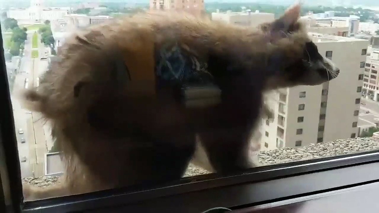 Este mapache trepa 23 pisos de un rascacielos en EE.UU. y se convierte en tendencia mundial