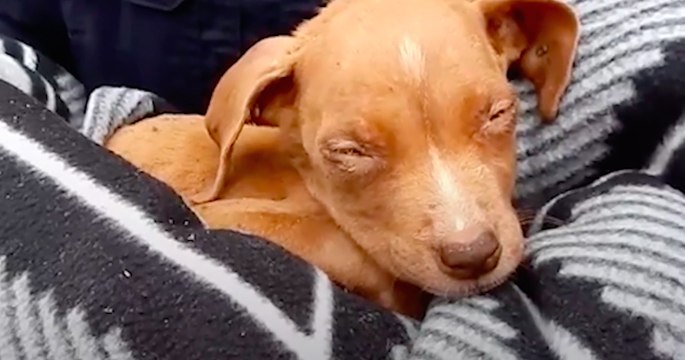 Dallas DogRRR sauve un chiot infesté de puces et de tiques