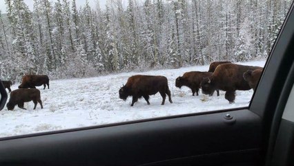 Driving Through the Yukon Enjoying the Wildlife
