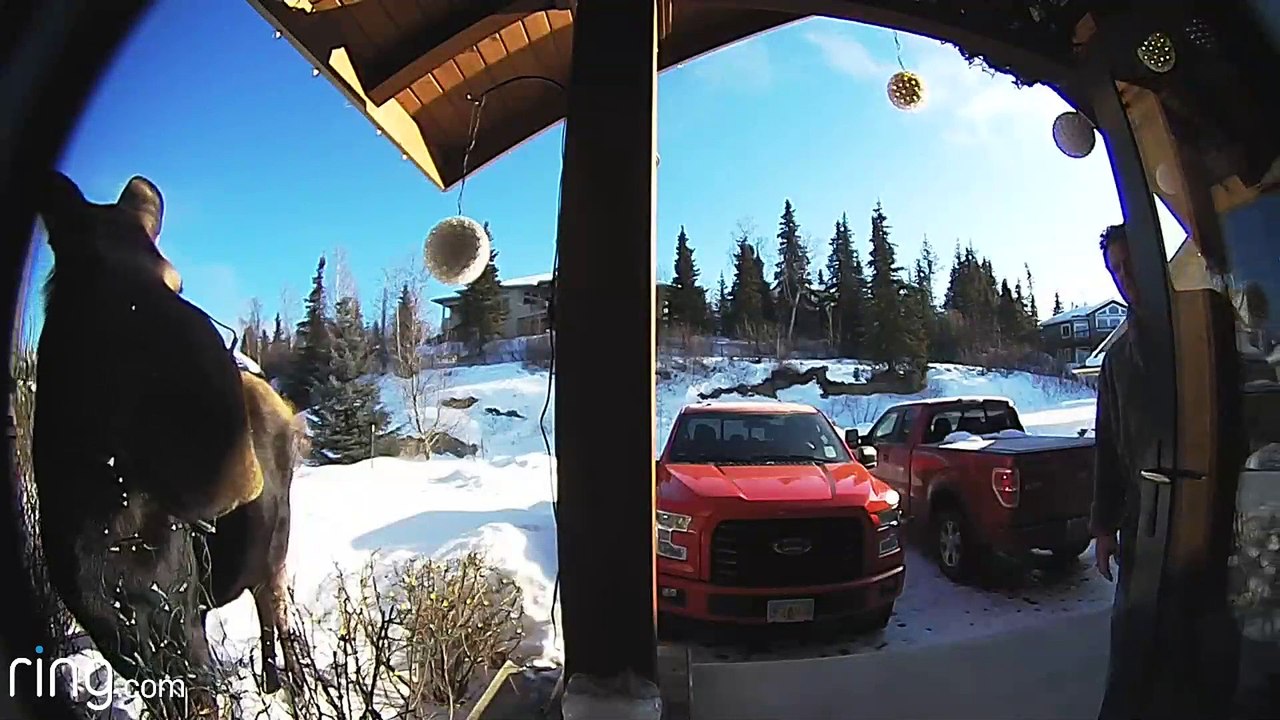 Moose Lets Man Untangle Christmas Lights from Its Face
