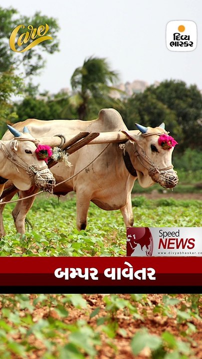 ગુજરાતમાં કમોસમી વરસાદથી થયેલા નુકસાનનું વળતર બુધવારથી ચૂકવાશે