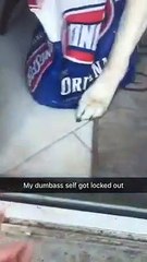 Este perro salva a su dueña después de que las puertas de su casa se cerraran estando ella fuera