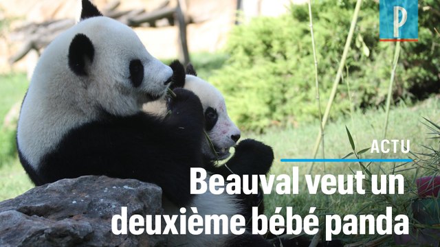 Zoo de Beauval: la femelle panda Huan Huan inséminée artificiellement