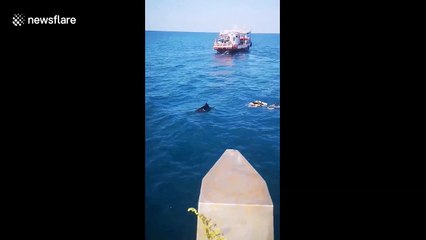 Terrifying moment crazed swordfish tries to attack scuba divers in Thailand