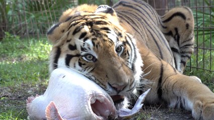 Tigers First Turkey!