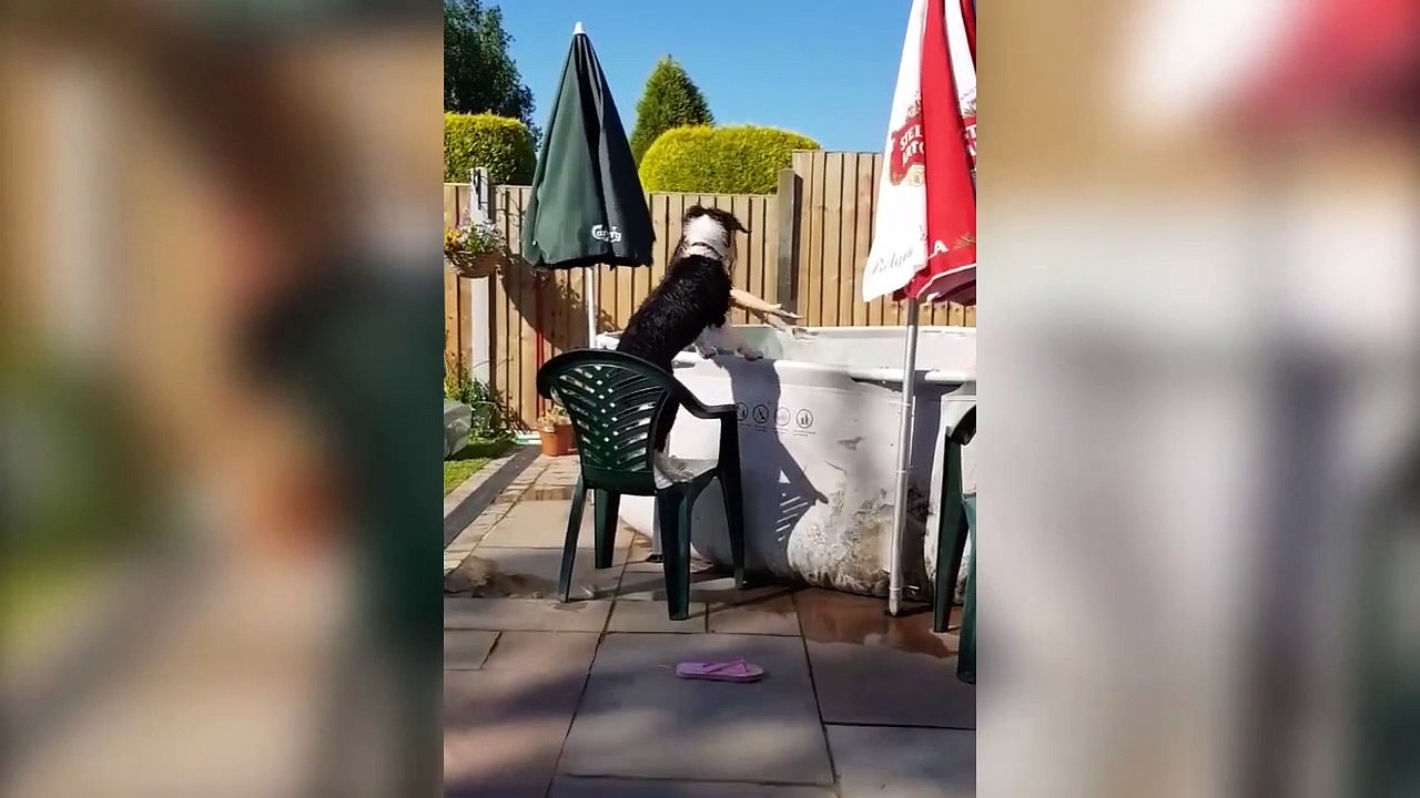 Funny Animals