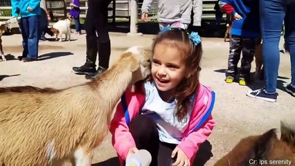 Try Not To Laugh Watching Funny Animals Compilation  Funniest Animals-0