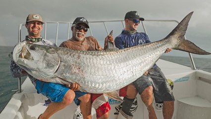 La encarnizada pelea entre el tiburón martillo y el sábalo, el pez sagrado de los indígenas americanos