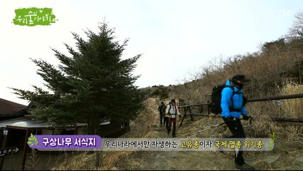 [삼삼오오 우리 숲 이야기] 구상나무, 까마귀 / YTN