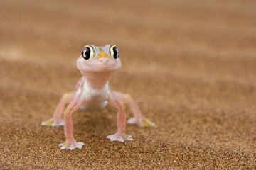 Ultima moda para pijos: un gecko como mascota.