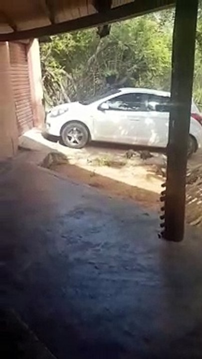 Mongooses Antagonize Small Spitting Cobra