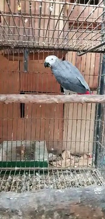 Domestically Growing Beautiful Parrots