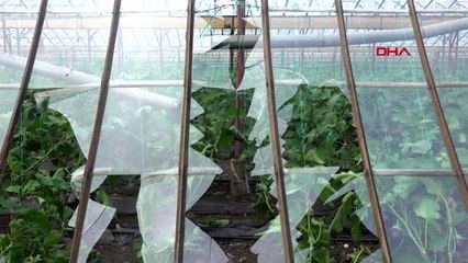 Antalya alanya'da sağanak ve rüzgar 100 dönüm serayı vurdu