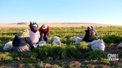 Arazi dağıtım projesi sürüyor