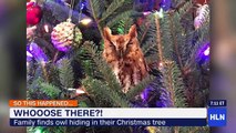 فيديو: بومة تثير رعب عائلة أمريكية في عيد الميلاد سكنت شجرة الكريسماس