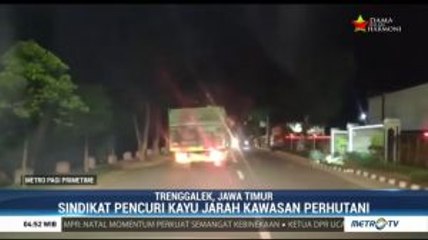 Polisi Tangkap Anggota Sindikat Pencurian Kayu di Trenggalek