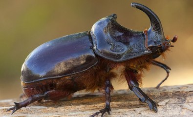 Épica batalla entre dos escarabajos gigantes conquista la Red