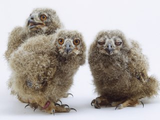 Los animales son caprichosos