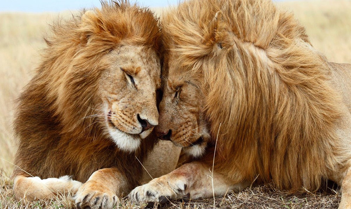 Fieras: hasta los leones tienen malos días