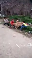 Estos niños intentan separar a estos perros enganchados por...