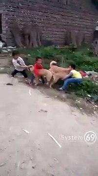 Estos niños intentan separar a estos perros enganchados por...