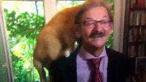 Este gato arruina la entrevista en vivo a un académico y se hace viral