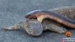 Turista graba en Sudáfrica esta feroz pelea entre una cobra y un varano