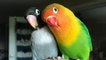 La historia de amor de estos dos pájaros conquista las redes