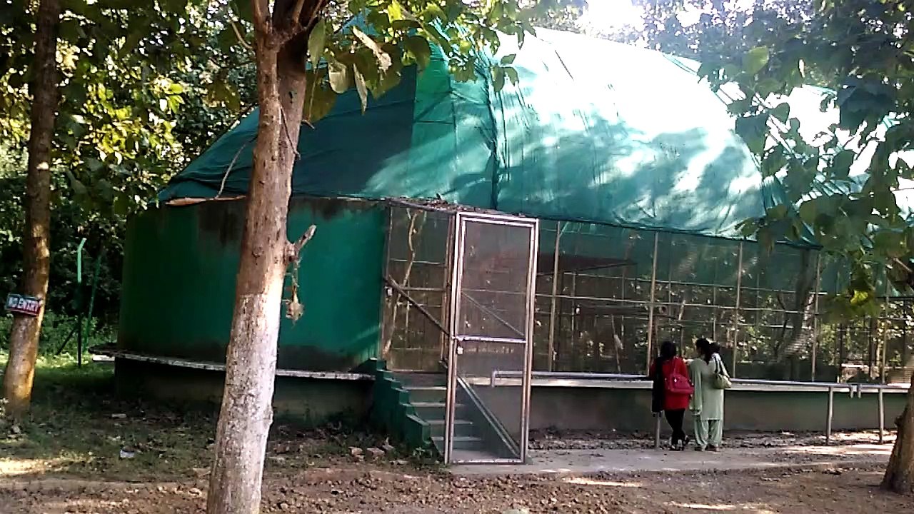 adina malda big cage for bird