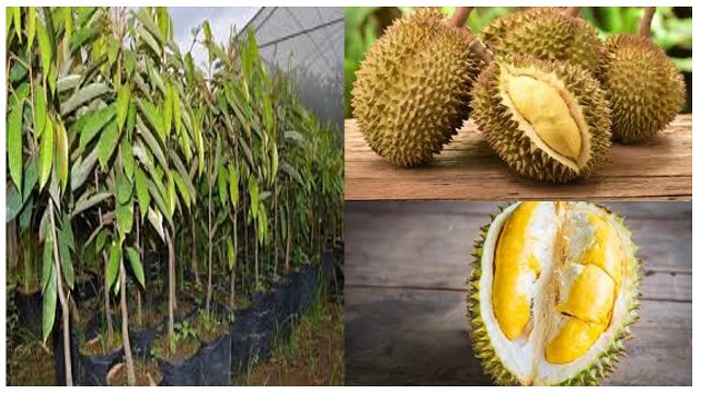 GROSIR, WA 0812-2707-5809, Bibit Durian Alas Semarang Semarang