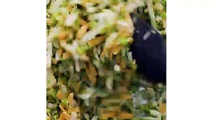 Broccoli Cheddar Quiche e