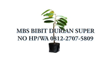 GROSIR, WA 0812-2707-5809, Bibit Durian Alasmalang Sulawesi Selatan