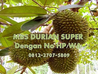 GROSIR, WA 0812-2707-5809, Bibit Durian Alasmalang Kalimantan Barat
