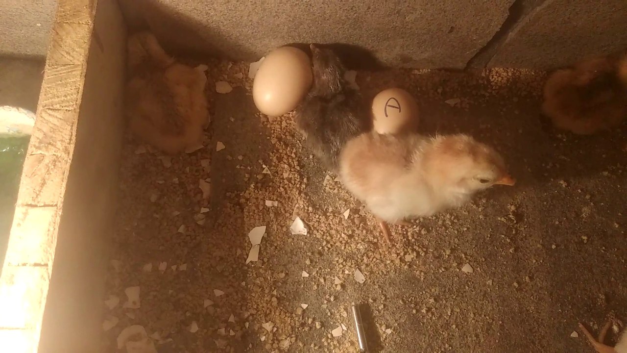 HOW TO MAKE INCUBATOR! Home made incubator easy way.