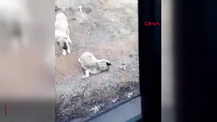 Hergün yeni bir kadın cinayeti yaşanırken insanlığımızdan utandıran görüntü