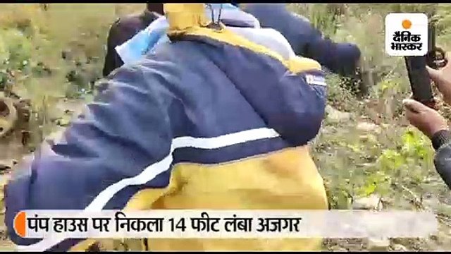 पंप हाउस पर निकला 14 फीट लंबा अजगर