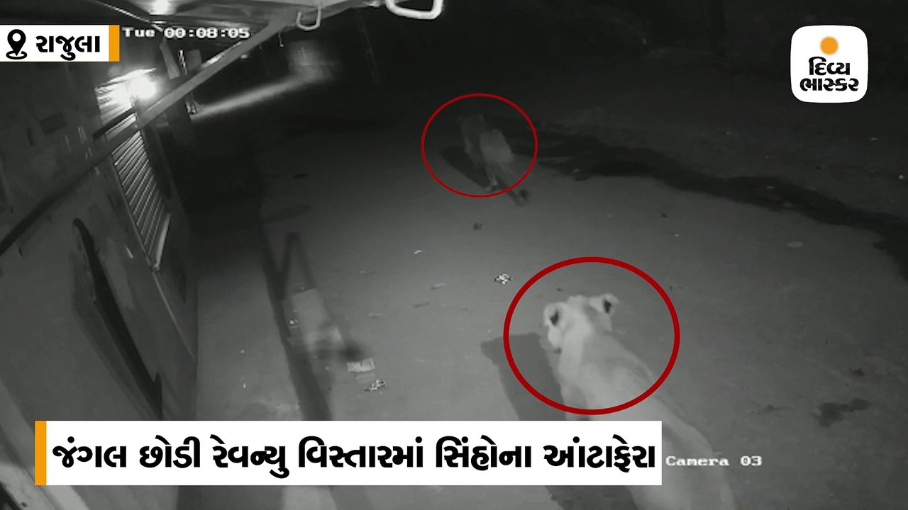રાજુલાના કાતર ગામે 2 સિંહો ઘૂસ્યા, દ્રશ્યો CCTV...