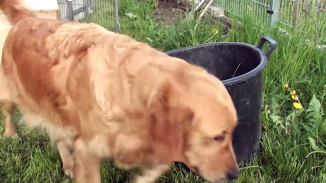 Puppy kids