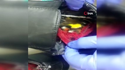 - Ürdün’de ayakkabılara gizlenmiş 8 nadir kuş bulundu