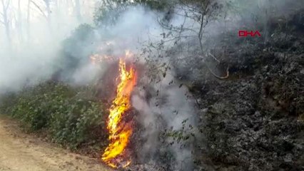 Karadeniz'de 5 ilde 71 noktada yangınlar sürüyor