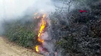 Karadeniz yanıyor....71 noktada yangınlar sürüyor