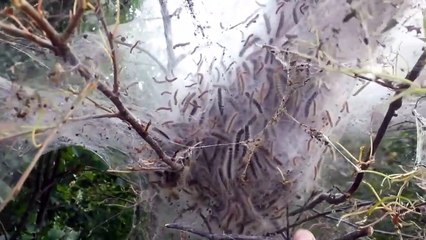 Ces chenilles dansent au son de la voix de cet homme