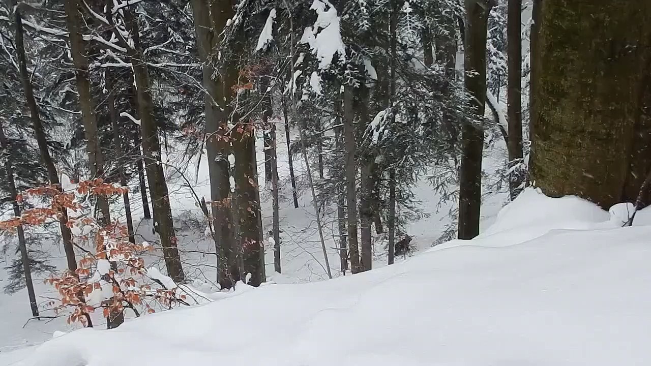 Ce garde forestier sauve une famille d'ours piégée par des loups