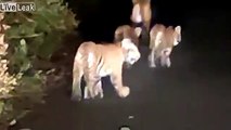 Il tombe sur 4 bébés tigres en pleine nuit sur la route !