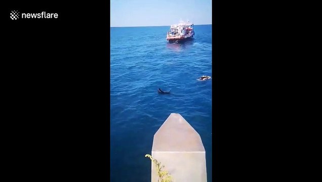 Des plongeurs attaqués par des espadons à la surface de l'eau !