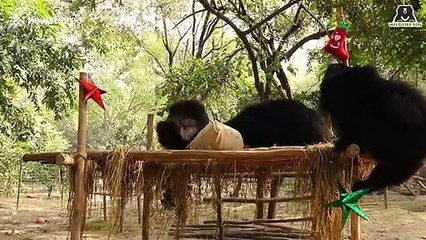 Video of rescue animals playing with Christmas presents will warm your heart