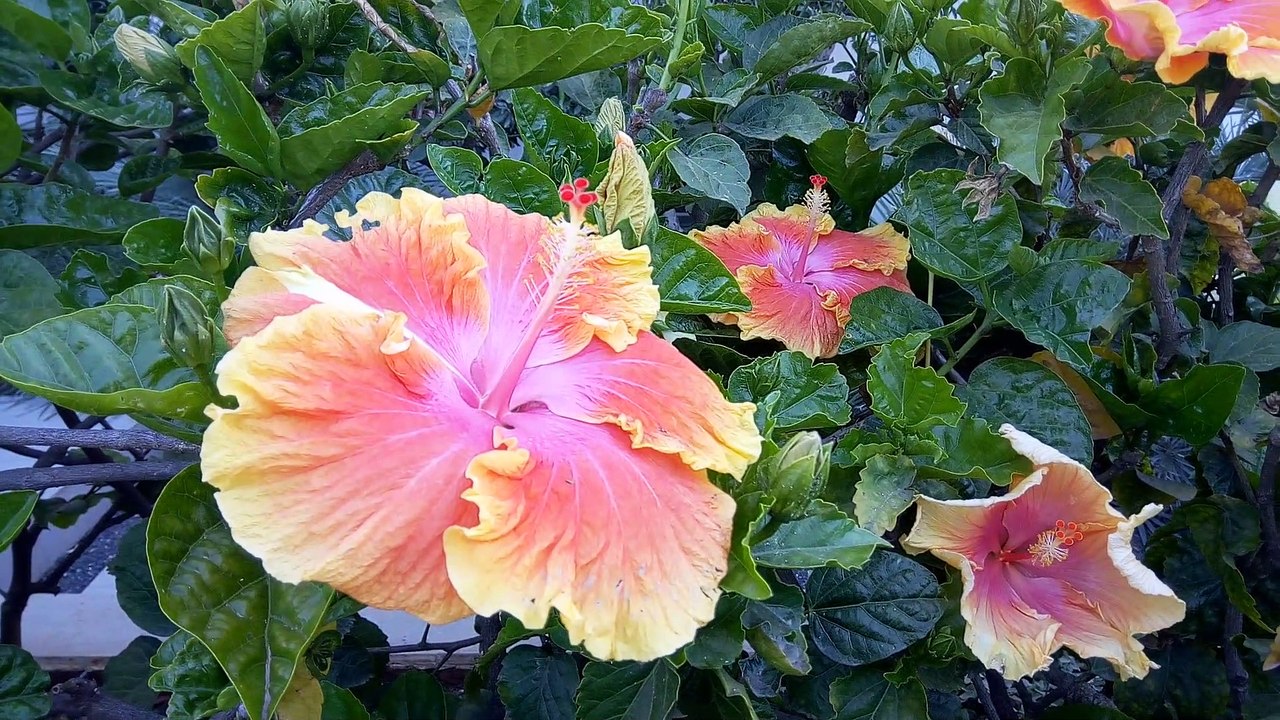 See the beauty of the orange hibiscus