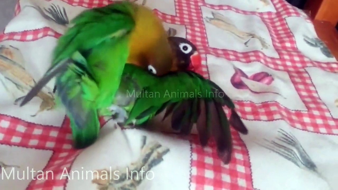 Fischer's Lovebird Mating in Home