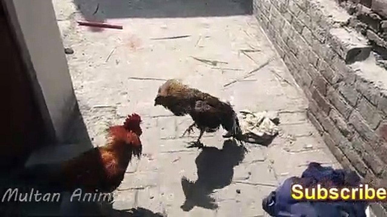 Aseel murga fight