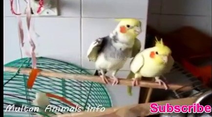 Cockatiel singing & mating